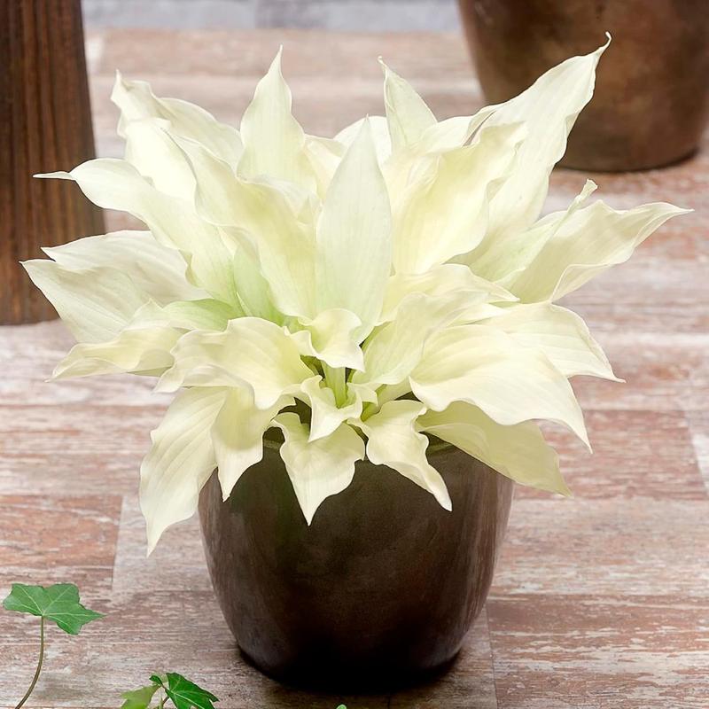 White Feather Hosta Seeds
