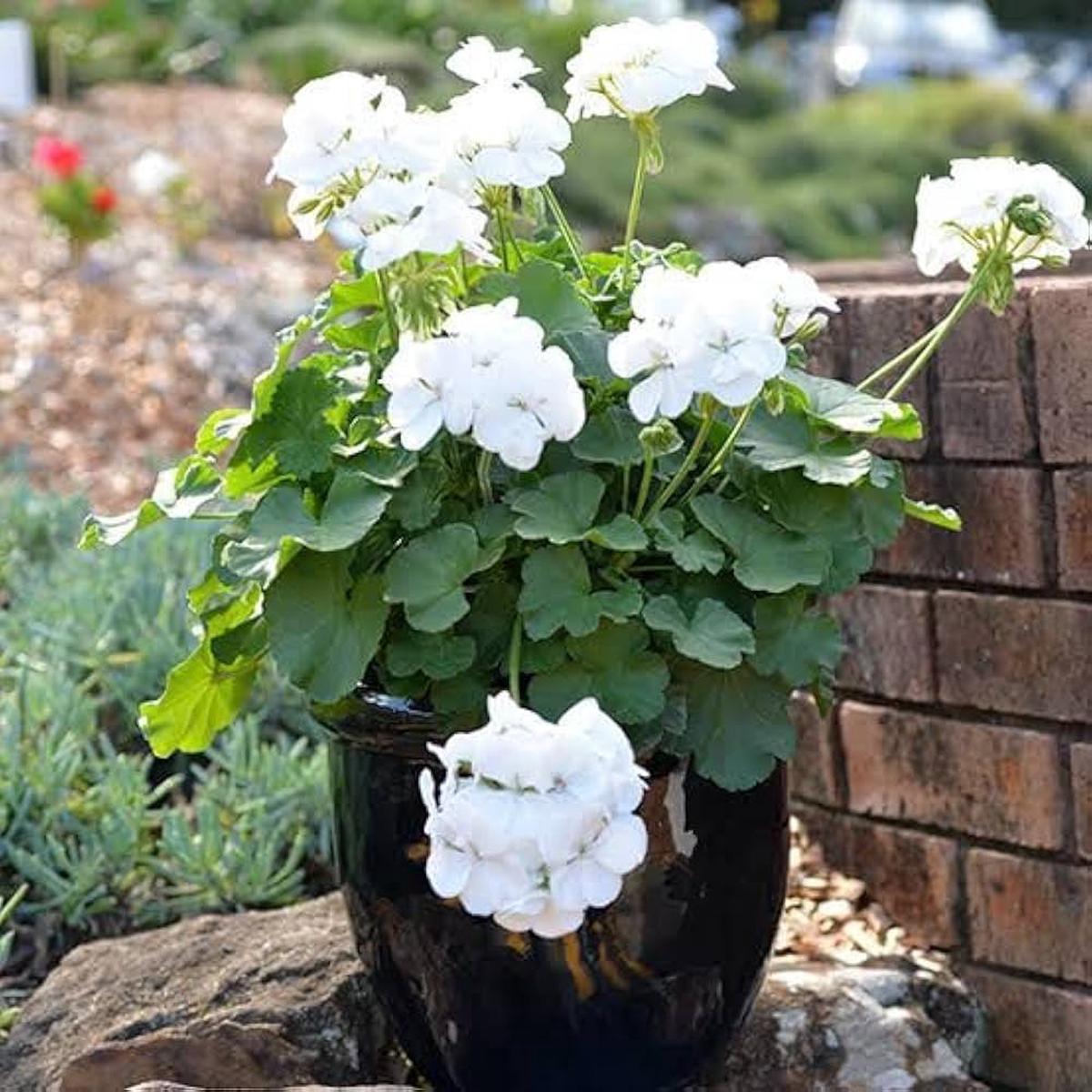 White Geranium Perennial Flower Seeds for Planting Heirloom, Non-GMO, High Germination Organic Seeds