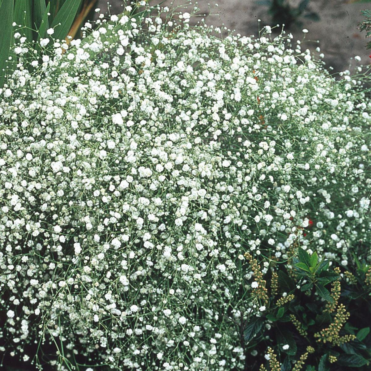 White Gyposophila Elegans Flower seeds for Planting - Fragrant Blossoms, Heirloom & GMO Free Seeds for Home Garden