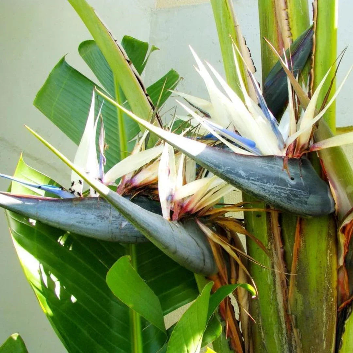 White Strelitzia Flower Seeds for Planting Heirloom, Non-GMO, Garden Favorite, High Germination