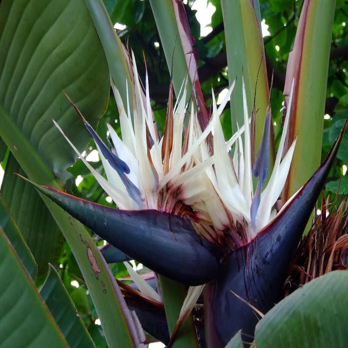 White Strelitzia Reginae House Flower seeds for Planting - Fragrant Blossoms, Heirloom & GMO Free Seeds for Home Garden