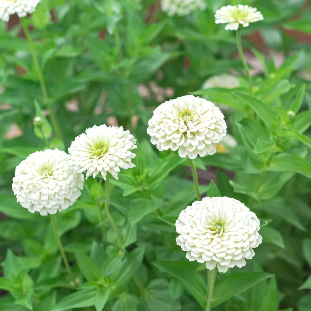 White Zinnia Flower Seeds for Planting Heirloom, Non-GMO, Easy to Grow, Annual Blooms