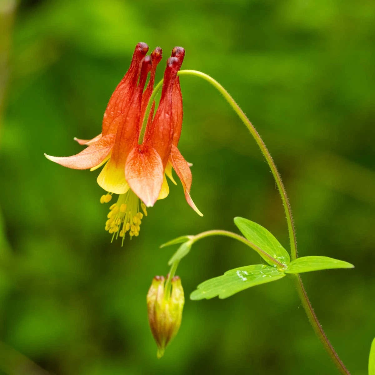Wild Columbine Seeds Aquilegia Canadensis RED YELLOW WILDFLOWER Seeds Heirloom, Non-GMO, High Germination Organic Garden Seeds