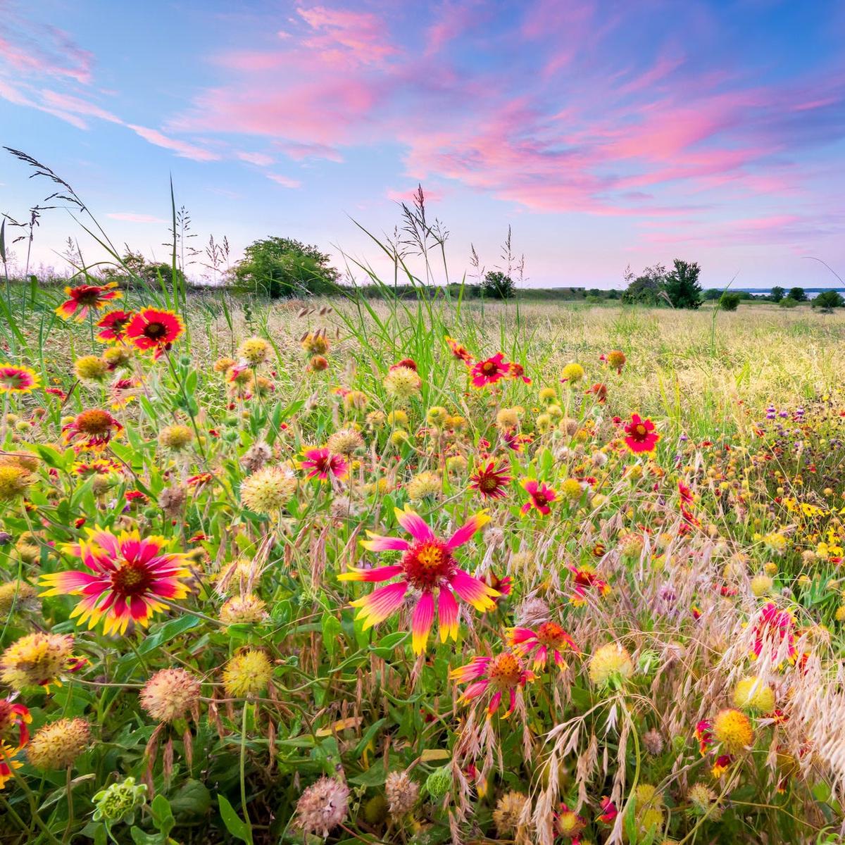 Wildflower Mix Flower Seeds for Planting Heirloom, Non-GMO, Pollinator-Friendly, Annual Blend