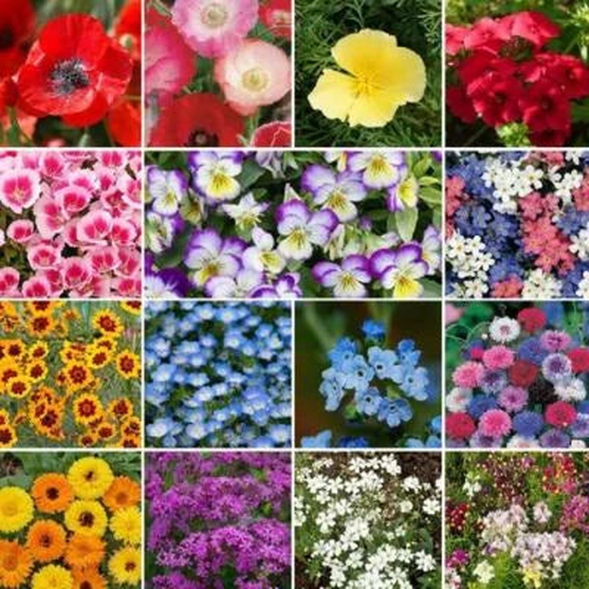 Wildflower Mix Shorty Low Grow Short Flowers Heirloom Non Gmo Planting Flower Seeds Home
