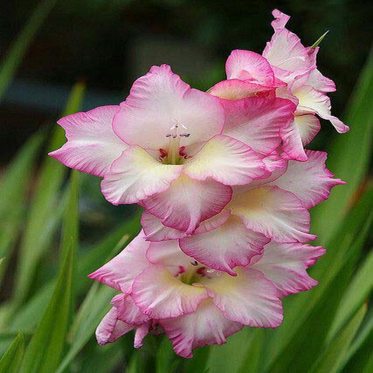 Yellow Pink Gladiolus Flower Seeds for Planting  Perfect for Borders, Heirloom & Non-GMO Seeds for Home Garden