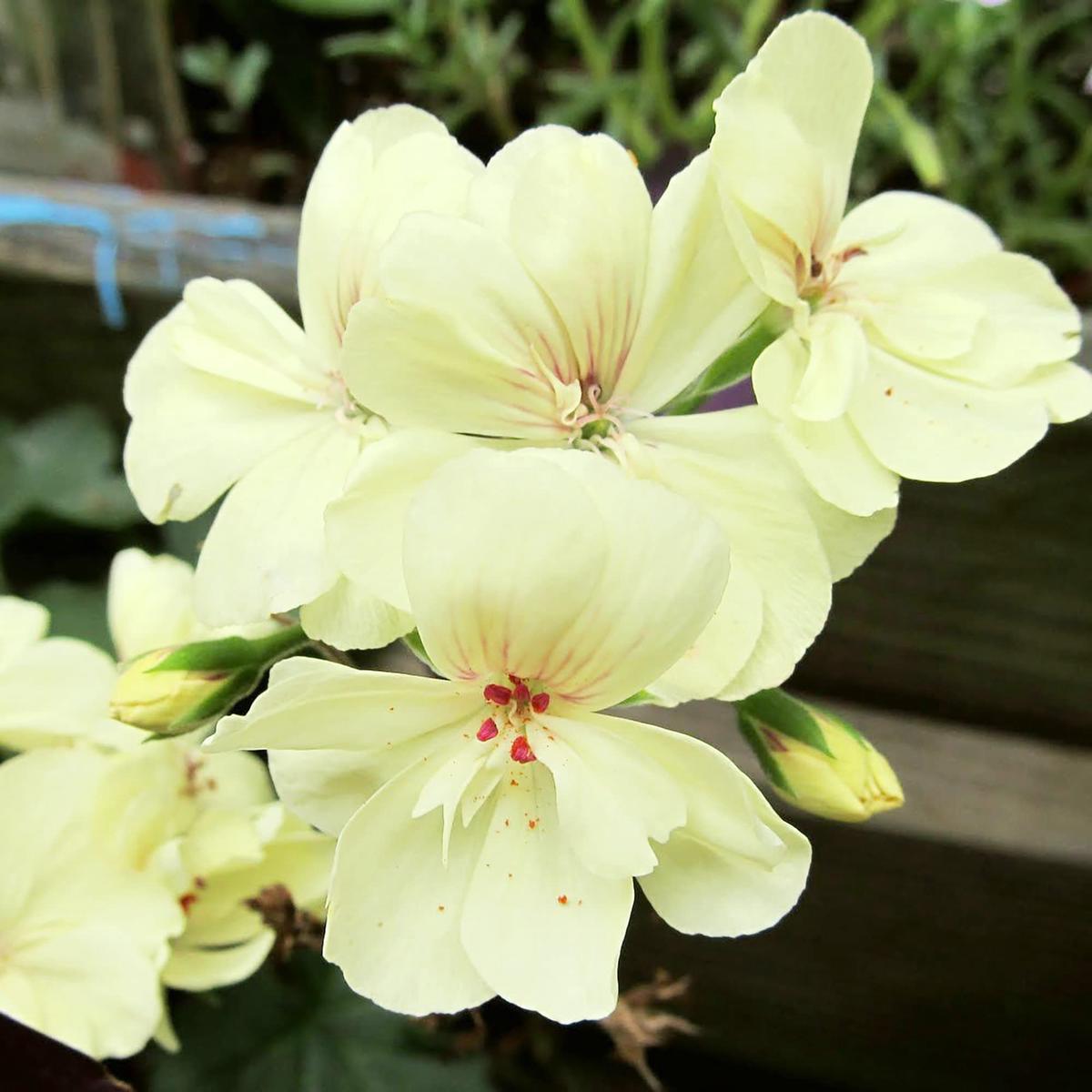 Yellow Rare Border Geranium Perennial Flower Garden Planting Flower Seeds Home Garden