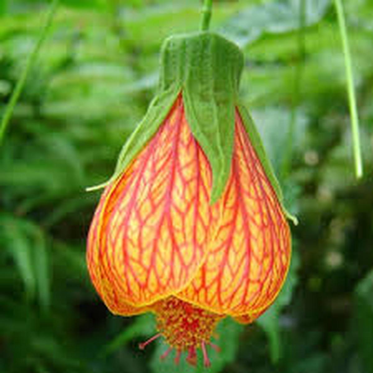 Yellow Red Abutilon Flower Seeds for Planting | Heirloom Non-GMO High Germination Organic Garden Seeds