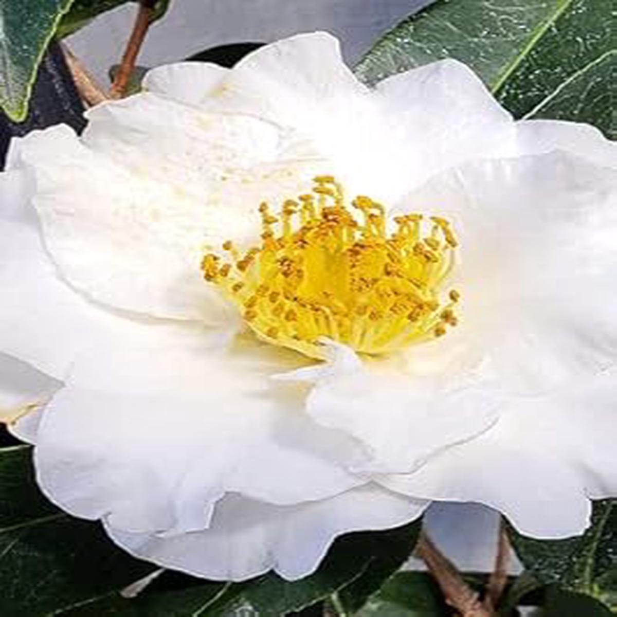 Yellow White Camellia Flower seeds for Planting - Perfect for Borders, Heirloom & GMO Free Seeds for Home Garden