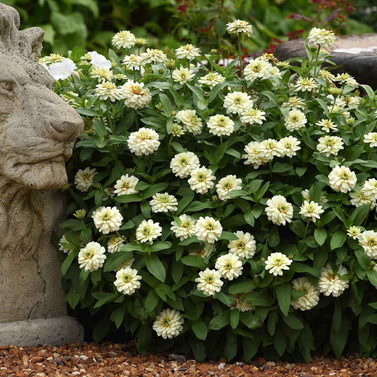 Zinnia Seeds - Zahara Double White