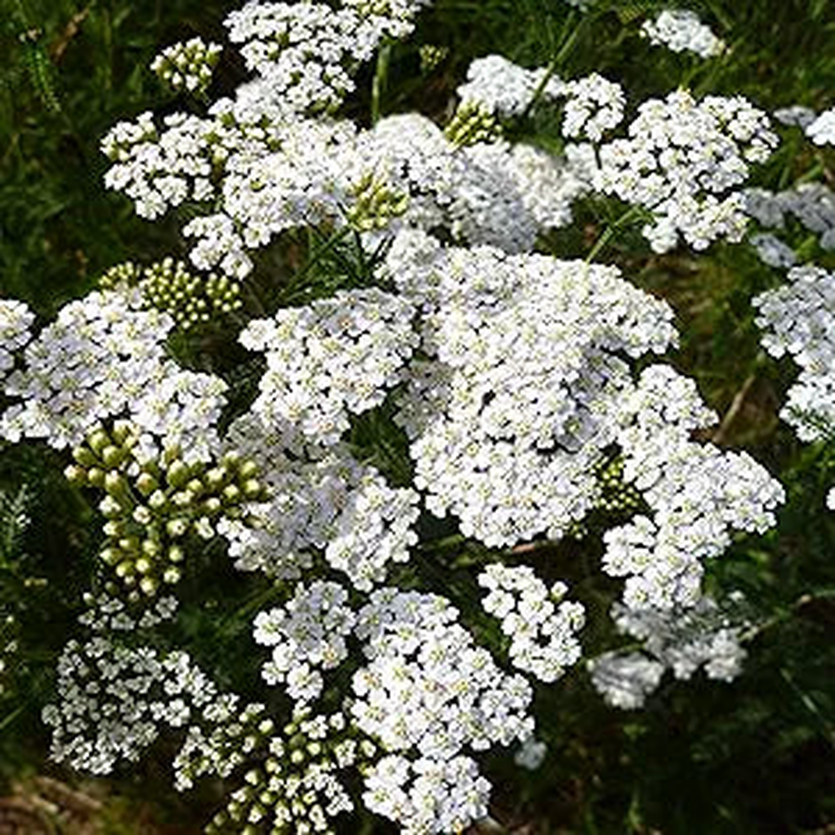 Achillea Love Yarrow Flower For Beautiful Yarrow Blooms Flower Seeds for Home Garden Planting,