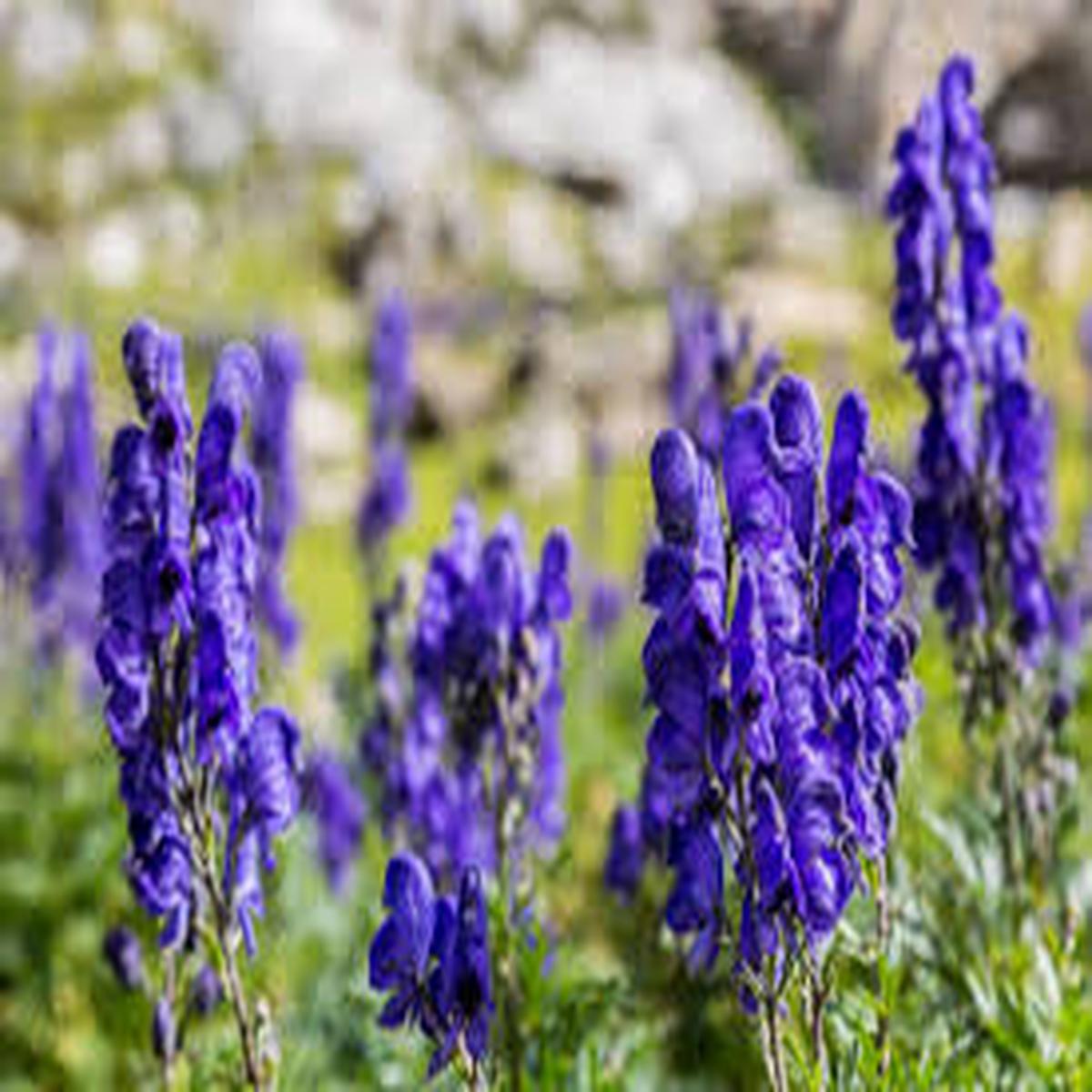 Aconitum Napellus Flower Seeds for Planting  Premium Quality, Heirloom, Non-GMO, High Germination, 100pcs