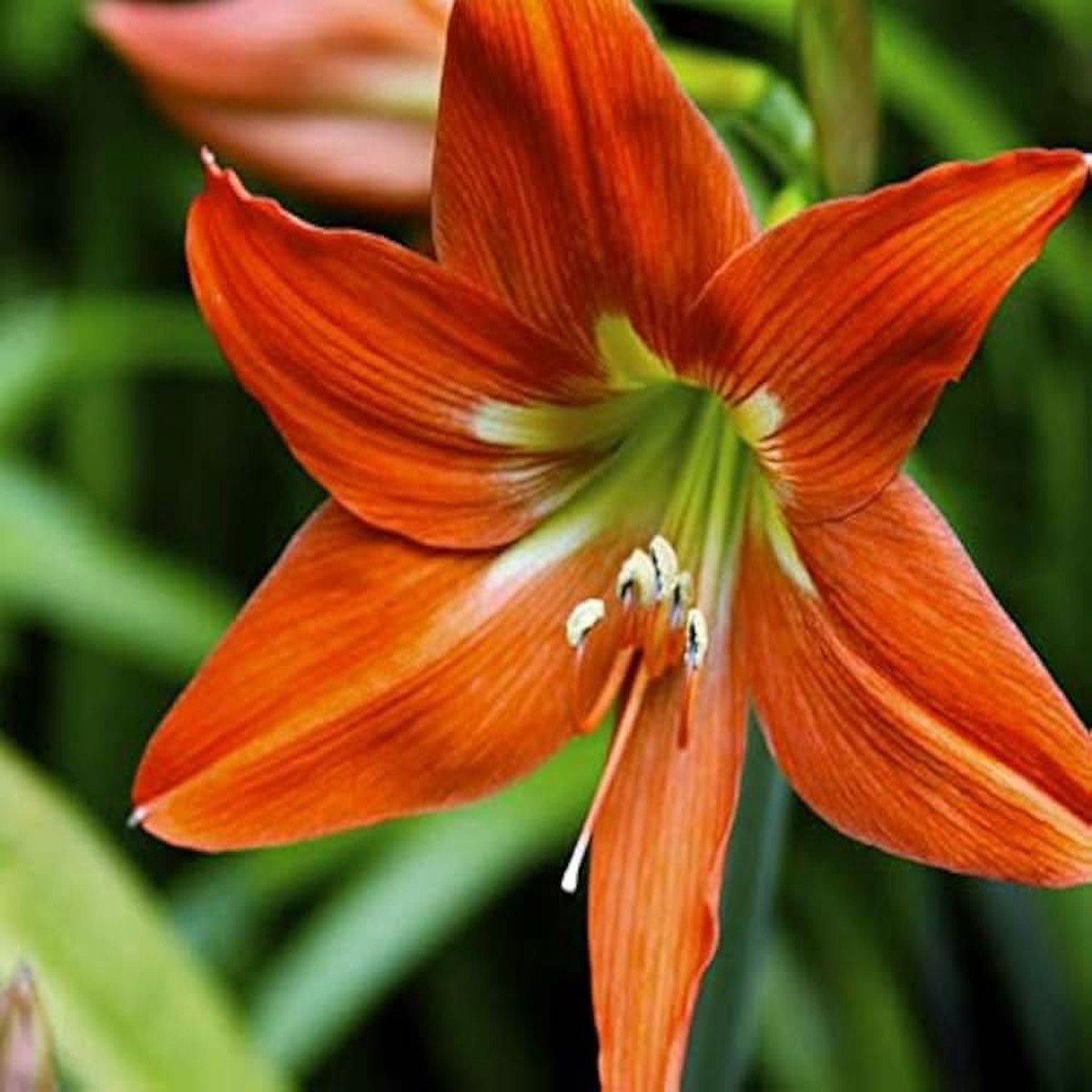 Amaryllis Flower Barbados Lily Plant Flower Seeds for Home Garden Planting, Decorative Organic