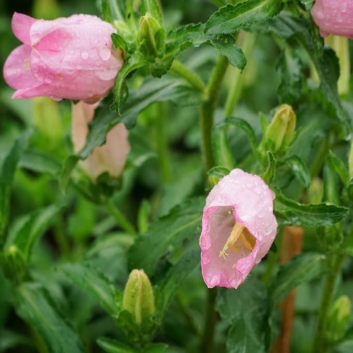 Bellflower Campanula Medium Flower For Planting In Home Garden Or Backyard Lscaping Flower Seeds