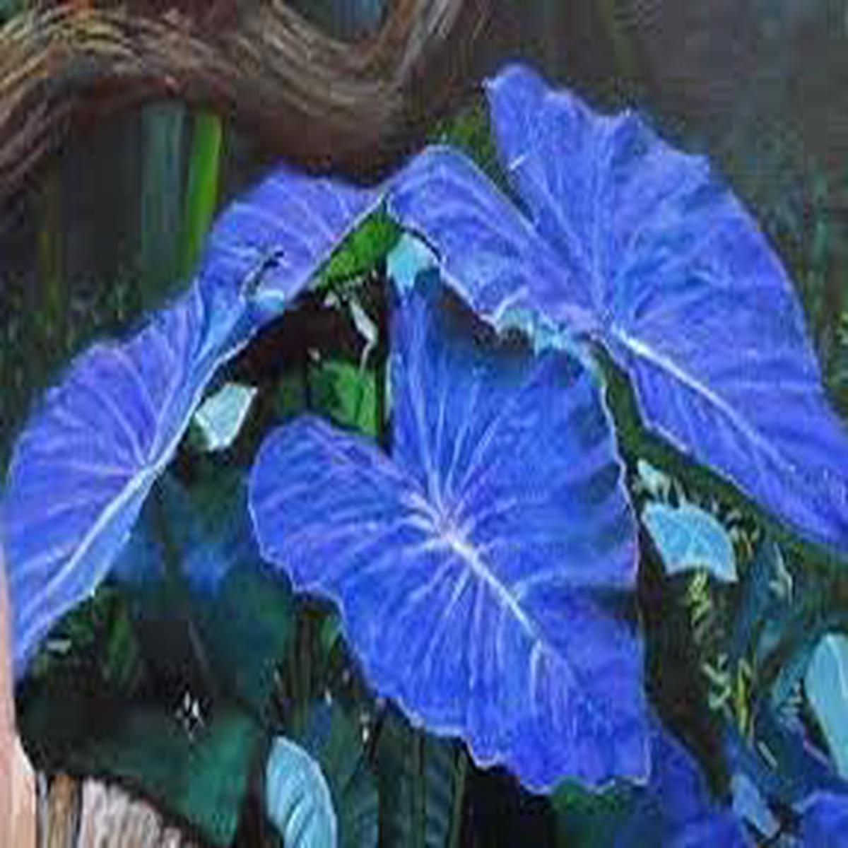 Bicolor Ornamental Plant Seeds for Planting Heirloom & Non-GMO Garden Seeds