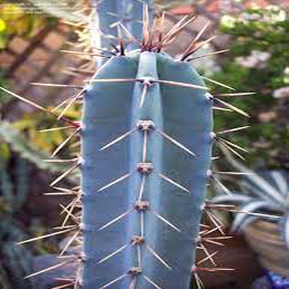 Blue Hankeanus Flower seeds for Planting - Wildflower Mix, Heirloom & GMO Free Seeds for Home Garden