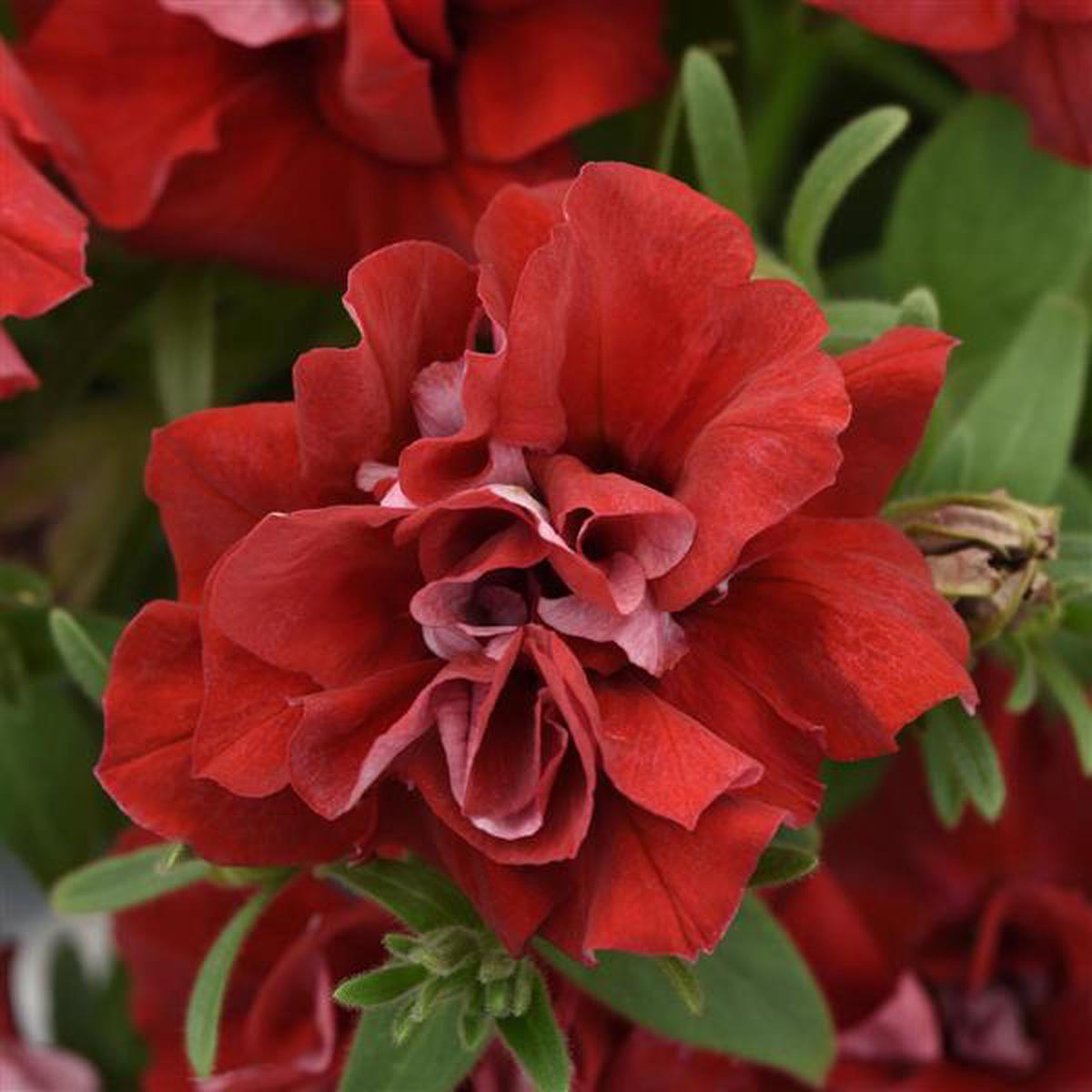 Double Wave Red Petunia Flower Seeds for Planting  Heirloom, Non-GMO, High Germination Garden Seeds