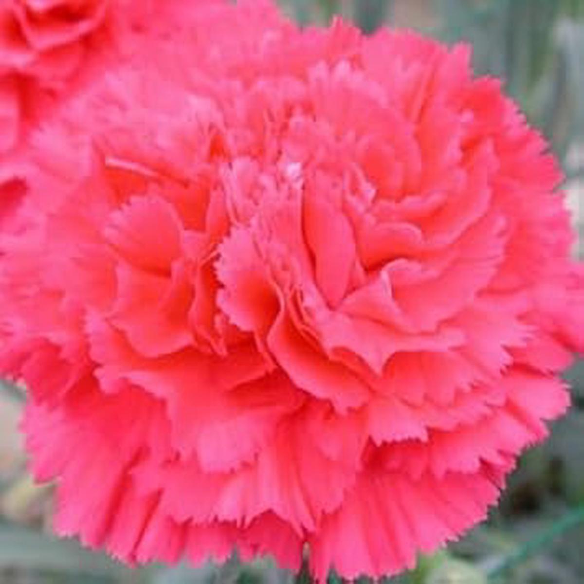 Light Pink Carnation Flower Seeds  Heirloom, Non-GMO Seeds for Elegant Garden Blossoms