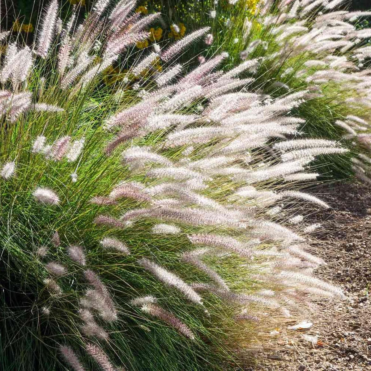 White Fountain Grass Flower Seeds for Planting  Heirloom, Non-GMO, Ornamental Grass, Perennial