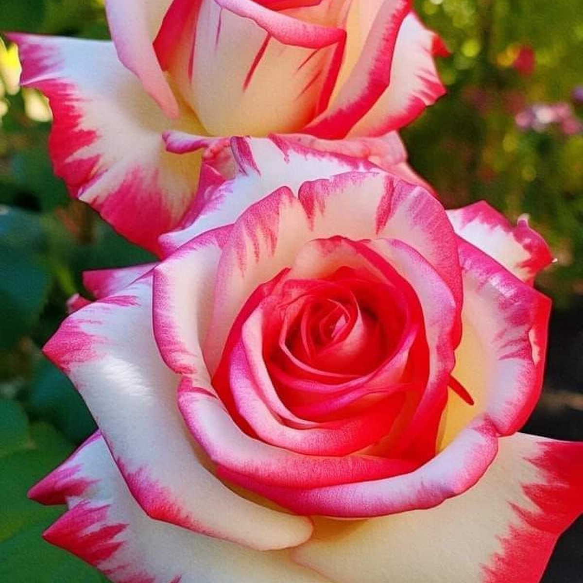 White Pink Rose Flower seeds for Planting Easy to Grow Heirloom & GMO Free Seeds for Home Garden Sale