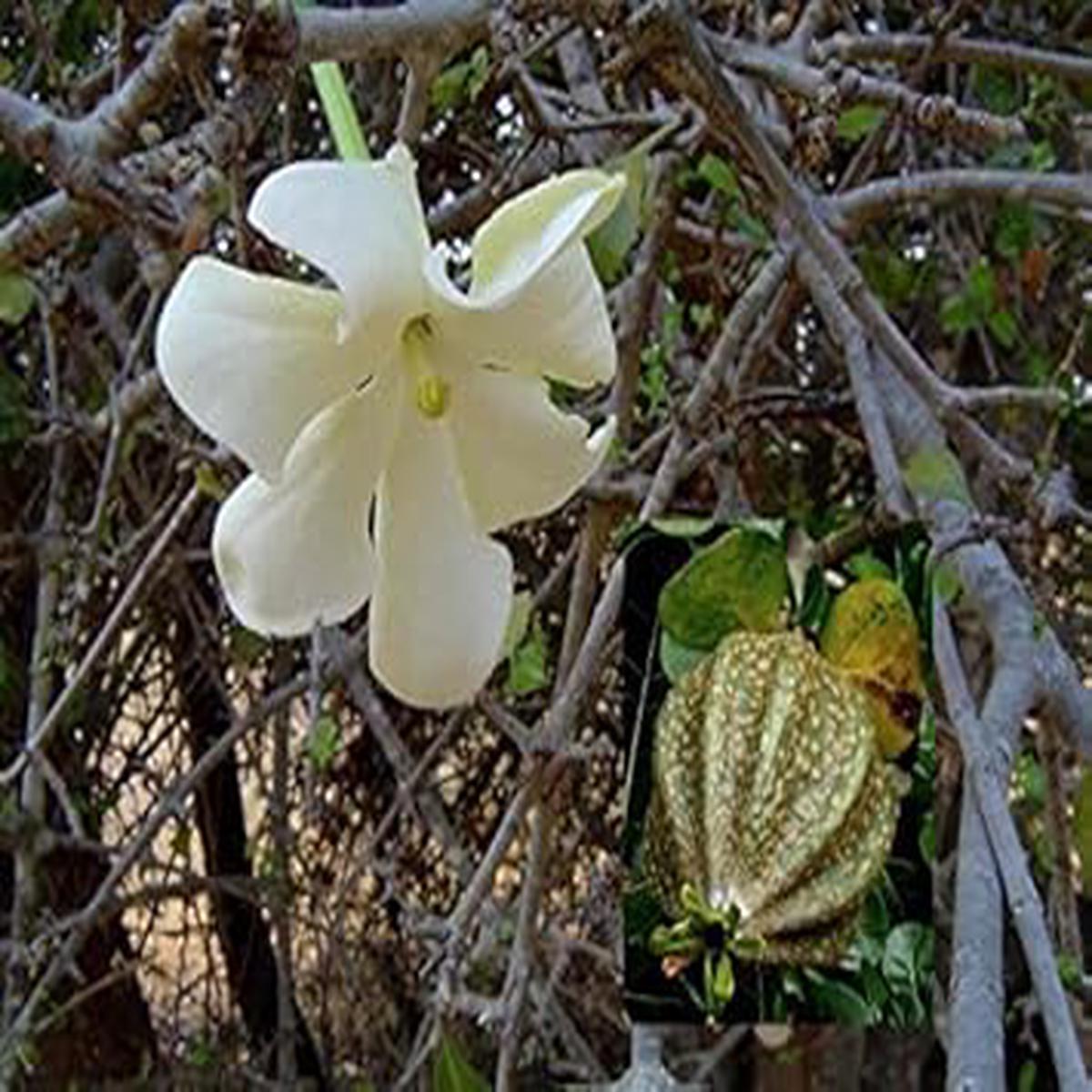 White Volkensii Seeds for Planting Organic Heirloom Non-GMO Flower Seeds
