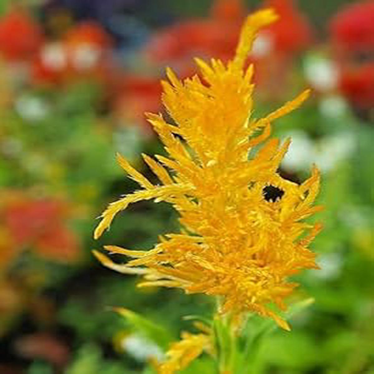 Yellow Astilbe Flower Seeds for Planting Heirloom, Non-GMO, High Germination Organic Garden Seeds