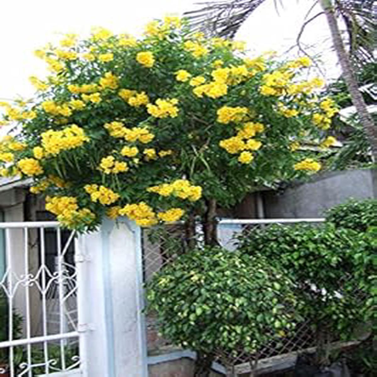 Yellow Campsis Radicans Flower Seeds for Planting  Heirloom, Non-GMO, High Germination Home Garden