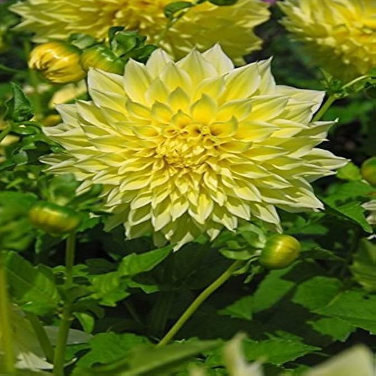 Yellow Dahlia Flower Fresh Planting Vibrant Summer Blooms Flower Seeds Home Garden