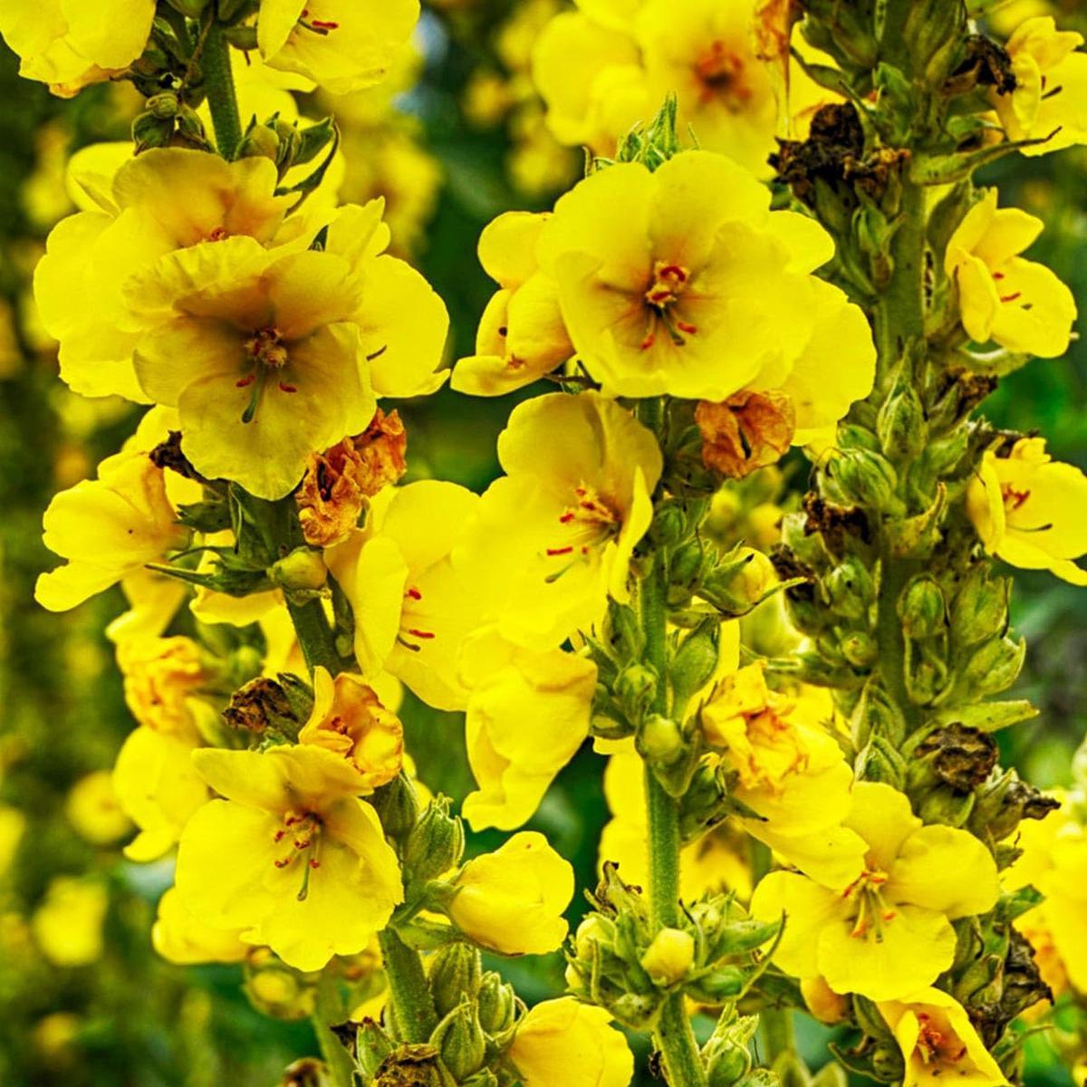 Yellow Mullein Flower Seeds for Planting Heirloom, Non-GMO, High Germination Garden Seeds