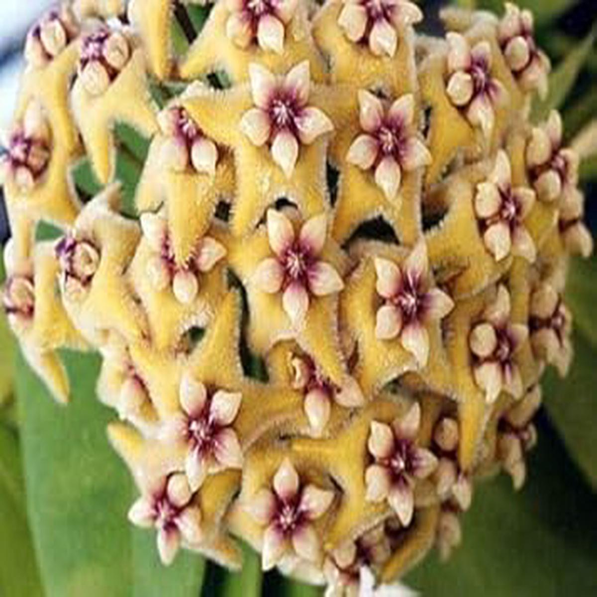 Yellow Purple Hoya Flower Seeds for Planting Heirloom, Non-GMO, High Germination Organic Garden Seeds