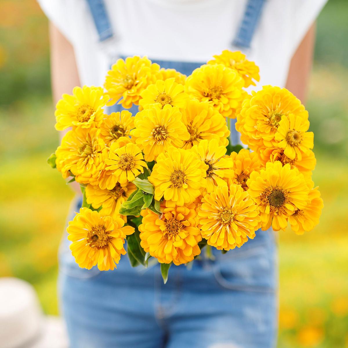 Zinnia Seeds - Canary Bird