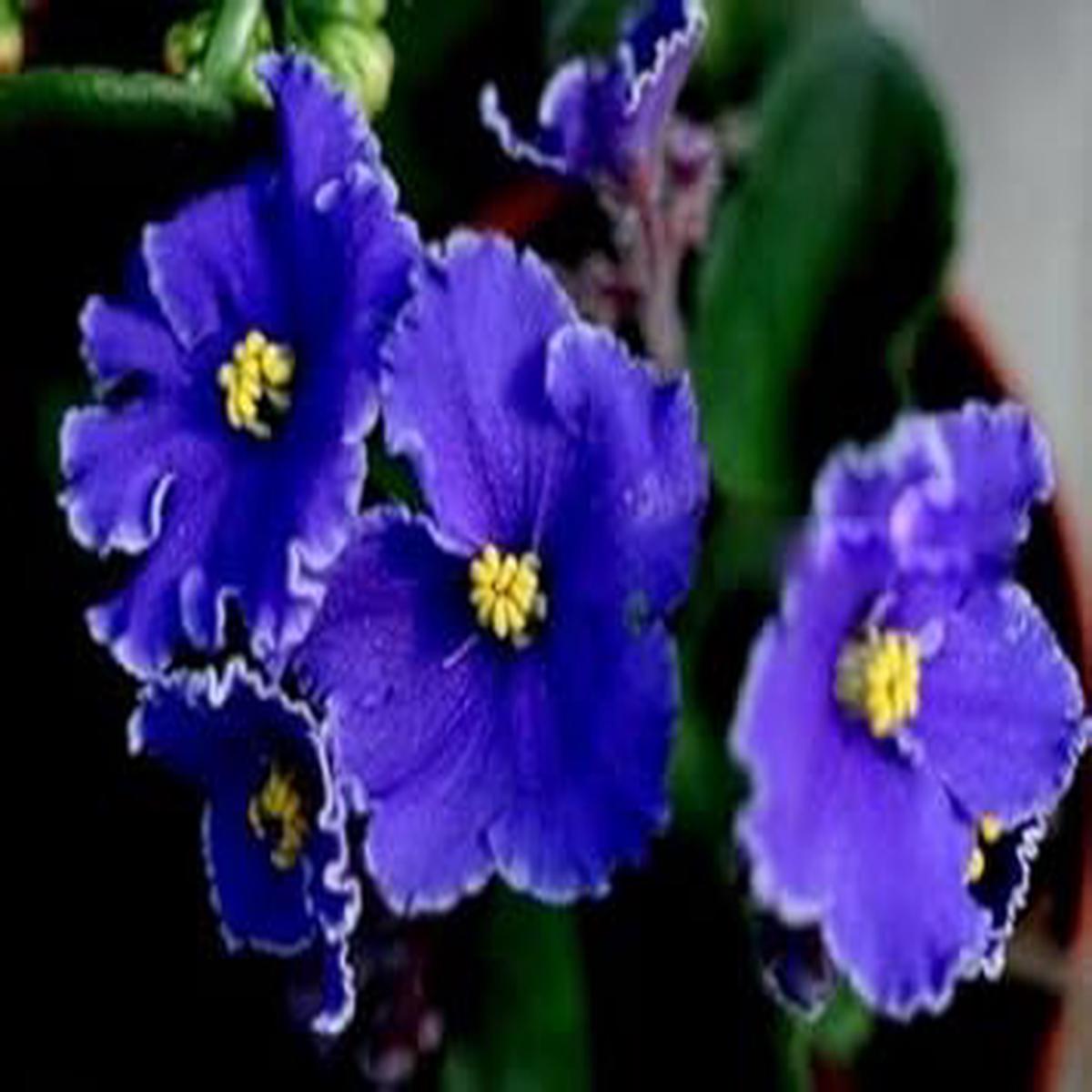 African Violet Flower seeds for Planting - Garden Favorite, Heirloom & GMO Free Seeds for Home Garden