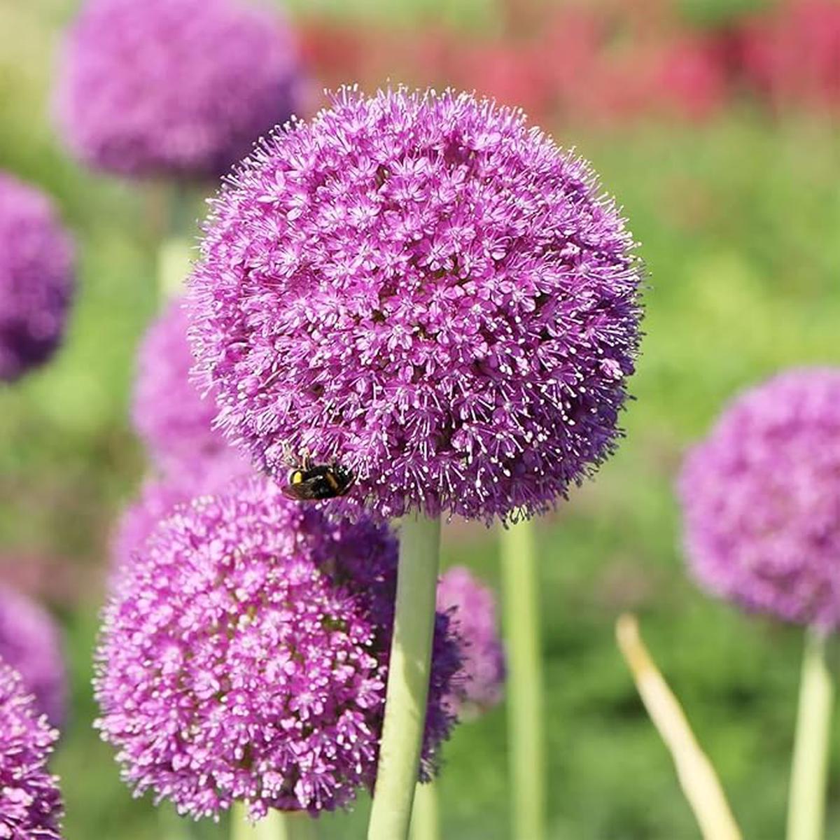 Allium giganteum Flowering Seeds For Planting in vertical garden or home landscape designs