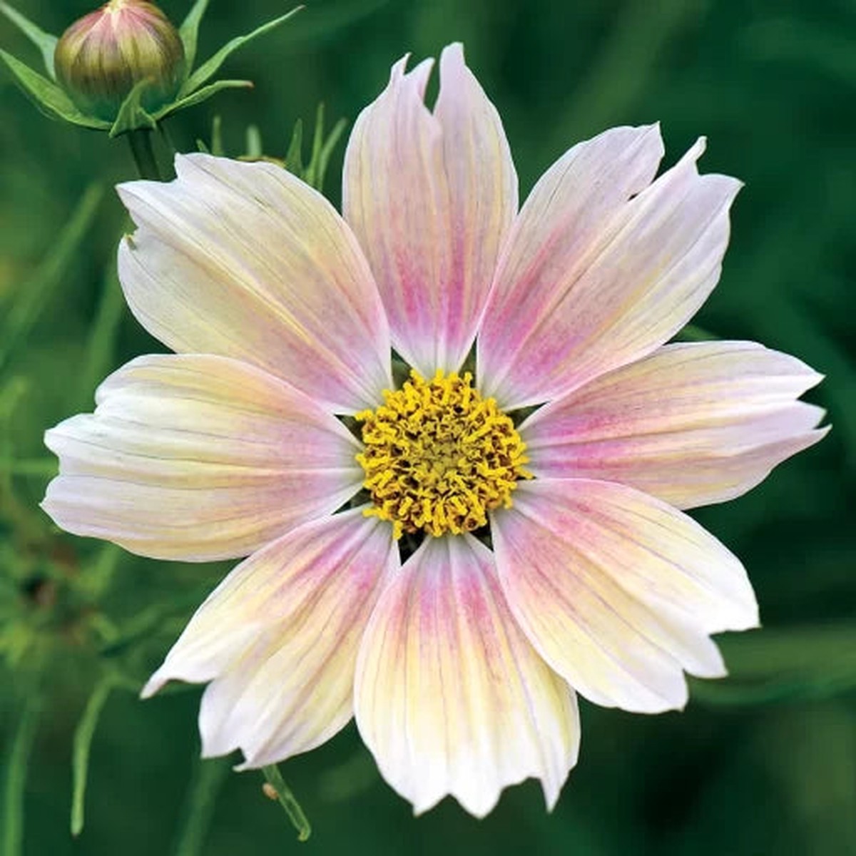 Apricot Lemonade Cosmos Seeds | Pastel Apricot-Yellow Cosmos Heirloom, Non-GMO, High Germination Organic Garden Seeds