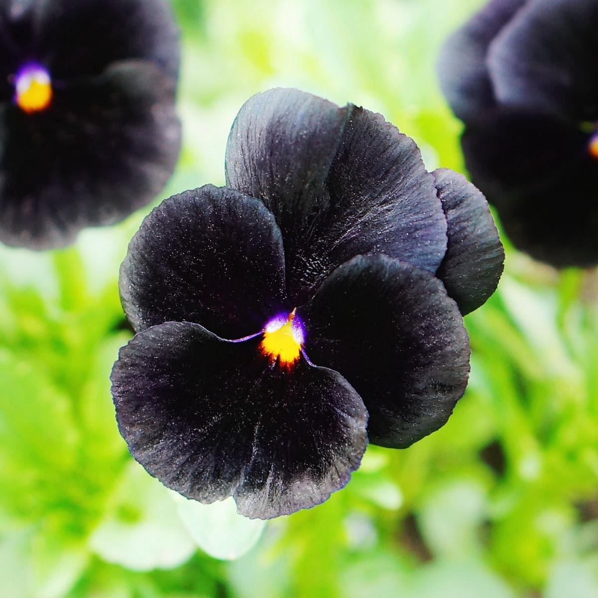 Black Pansy Flower Seeds for Planting  Heirloom, Non-GMO, Easy to Grow, Annual Blooms