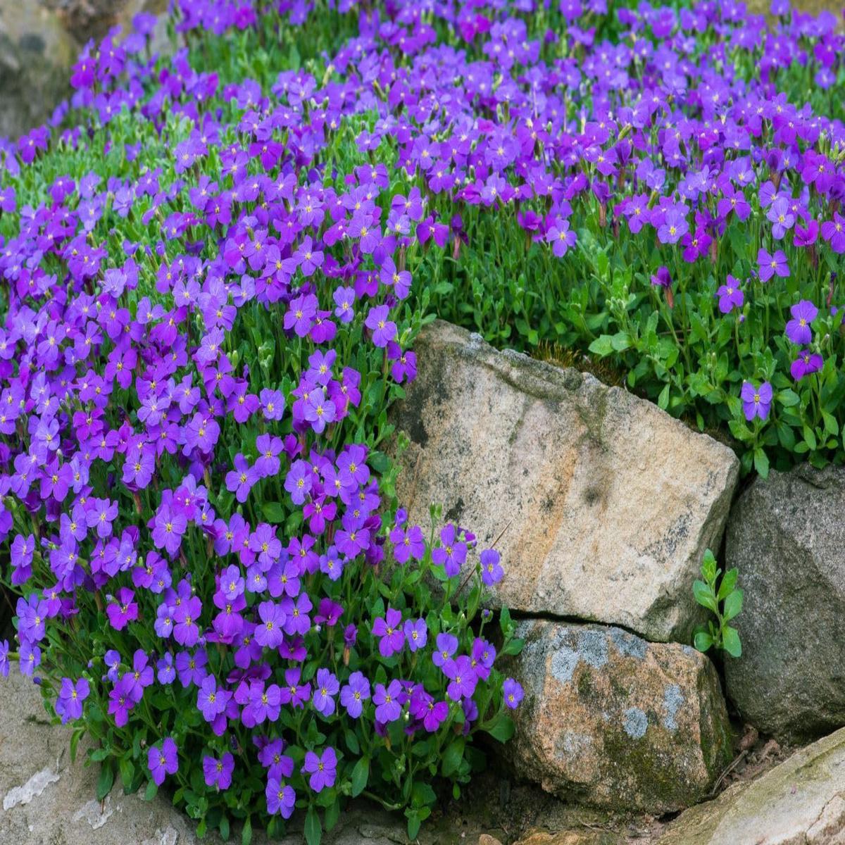 Blaukissen Flower Seeds for Planting, Fresh, 100 pcs