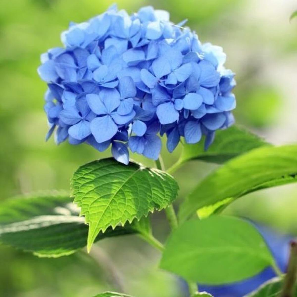 Blue Hydrangea Flower Seeds for Planting Heirloom, Non-GMO, Compact Growth Organic Garden Seeds