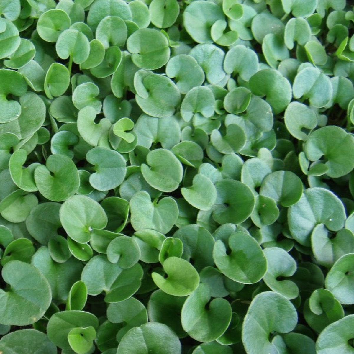 Dichondra Repens Flower Seeds for Planting Low Maintenance Heirloom Non-GMO Organic Garden Seeds