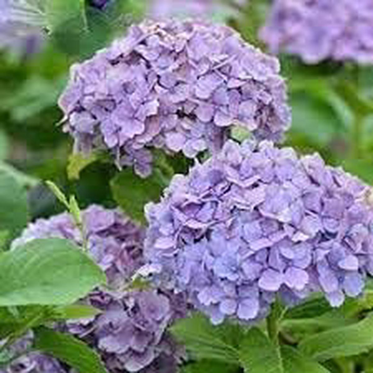 Violet Hydrangea Flower Seeds for Planting | Heirloom Non-GMO High Germination Seeds