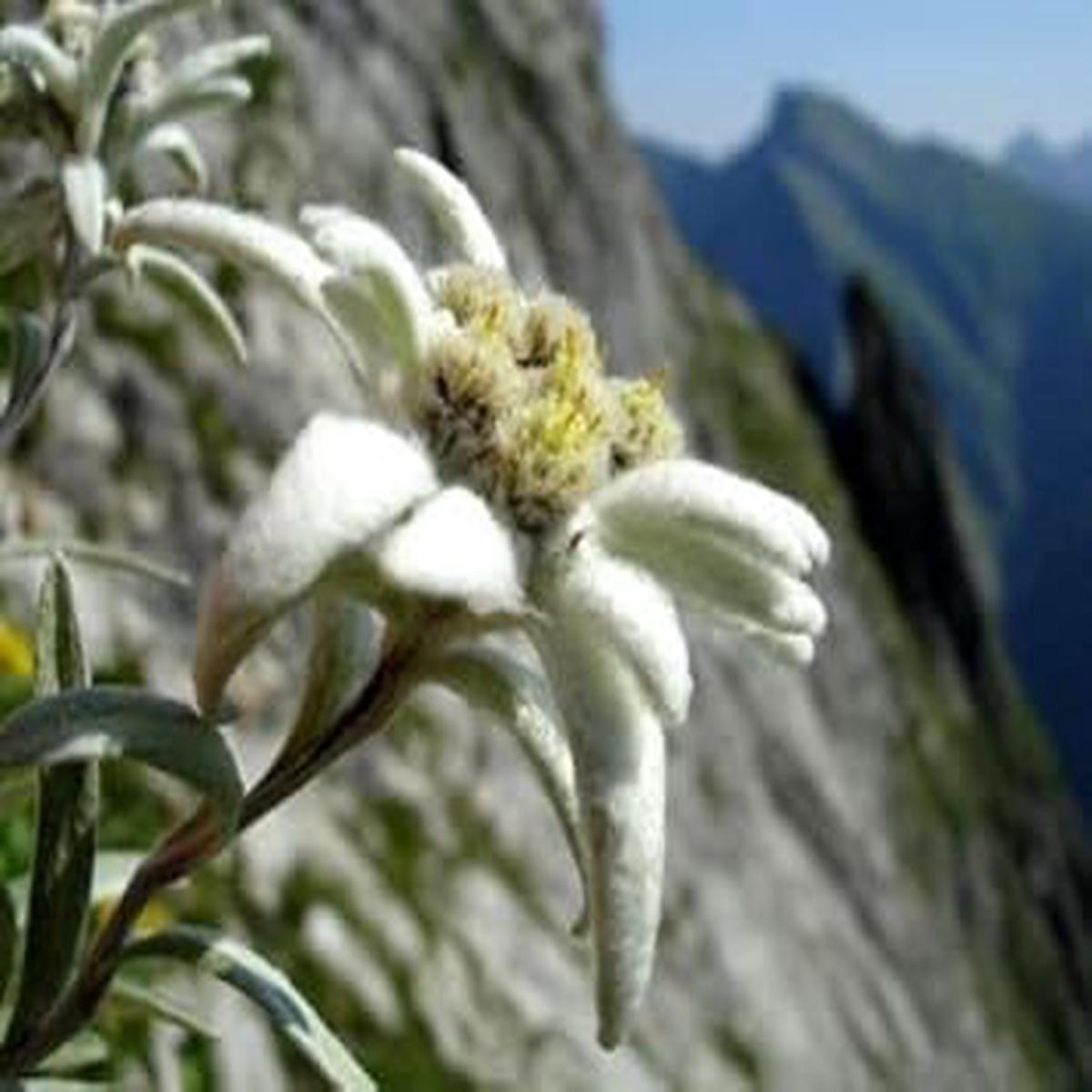 White Edelweiss Alpine Flower Seeds for Planting  Heirloom, Non-GMO, High Germination Organic Garden Seeds