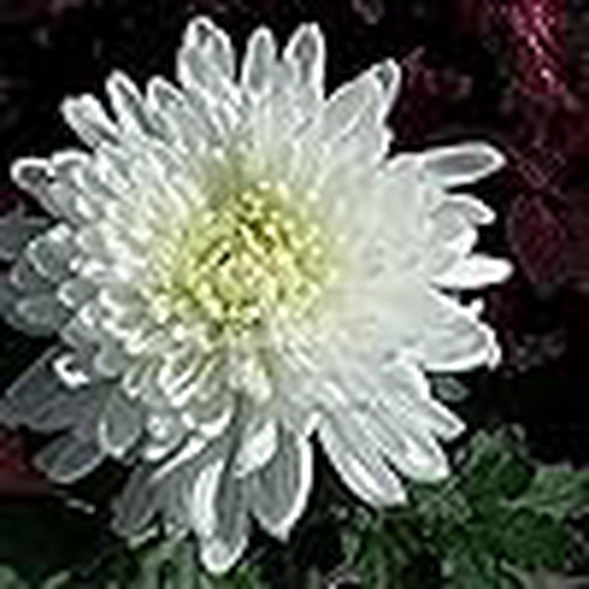 White Spider Chrysanthemum For Planting Bonsai Flowers Flower Seeds for Home Garden Planting,