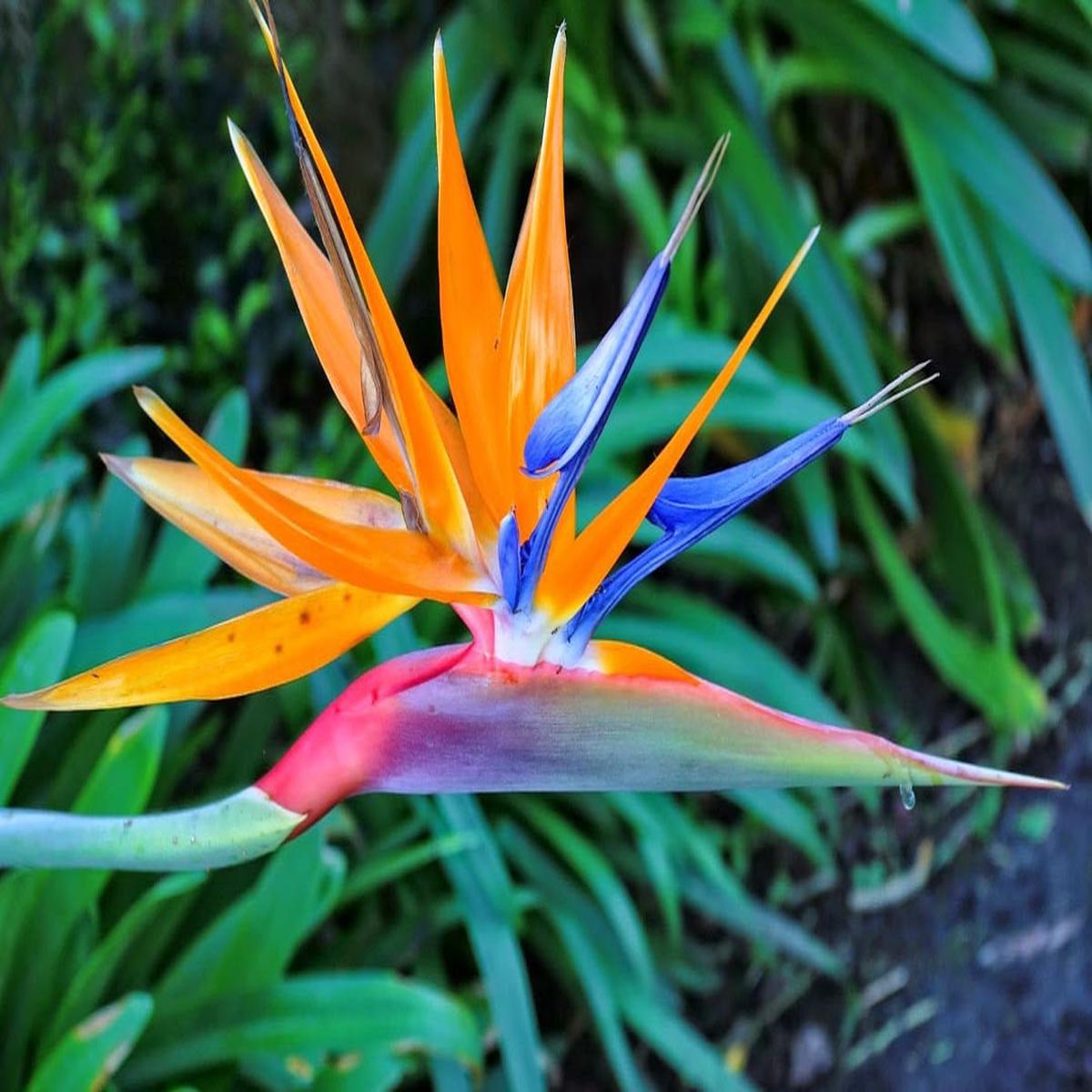 Yellow Blue Strelitzia Reginae Seeds Flower Seeds for Planting Pollinator Friendly, Heirloom, Non-GMO