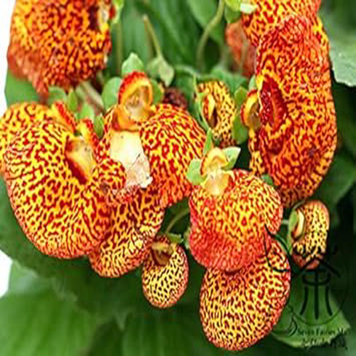 Yellow Calceolaria Crenatiflora Flower seeds for Planting - Drought Tolerant, Heirloom & GMO Free Seeds for Home Garden