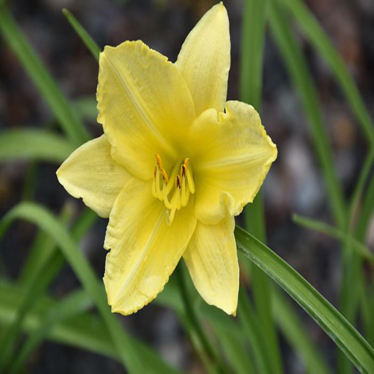 Yellow Hemerocallis Flower Seeds for Planting  Wildflower Mix, Heirloom, Non-GMO, High Germination