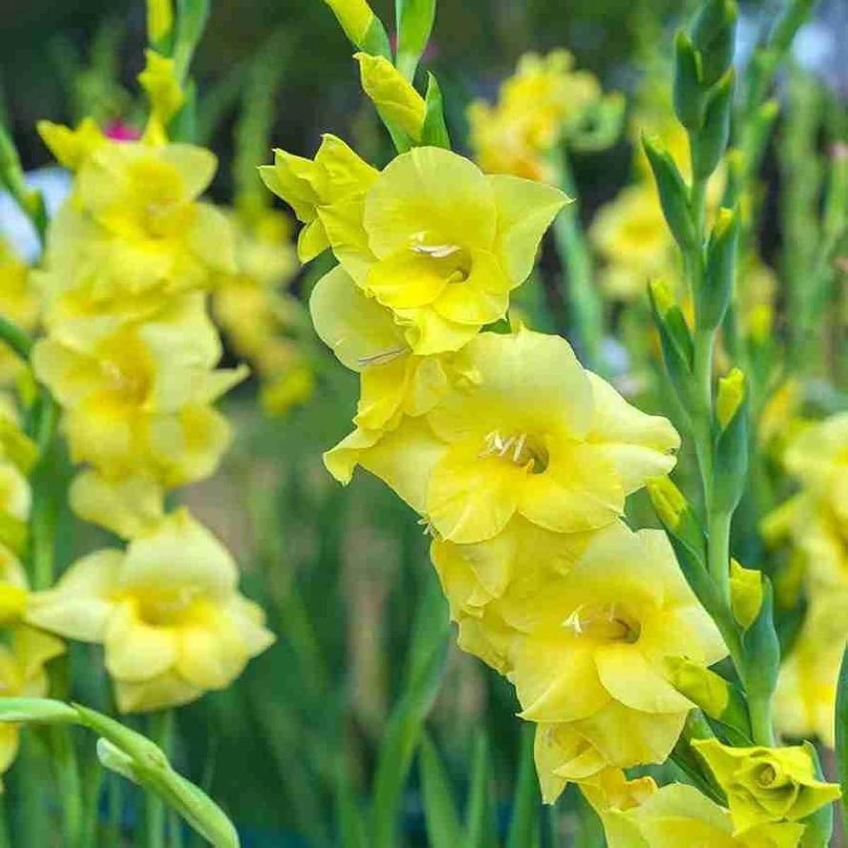 YellowPerennial Gladiolus Flower seeds for Planting - Pollinator Friendly, Heirloom & GMO Free Seeds for Home Garden