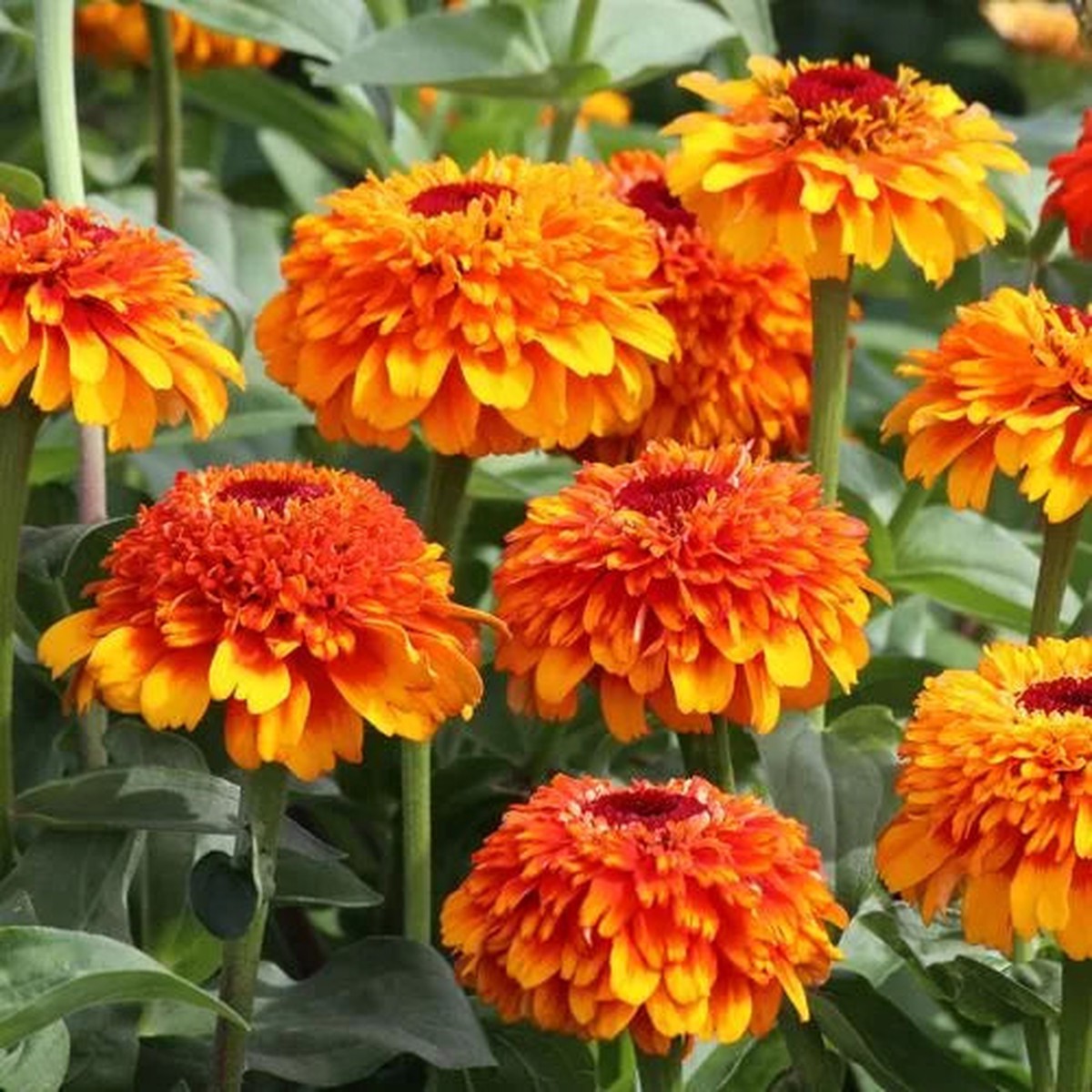 Zinderella Zest Zinnia Seeds | Scabiosa-Type Vibrant Zinnia Heirloom, Non-GMO, High Germination Organic Garden Seeds