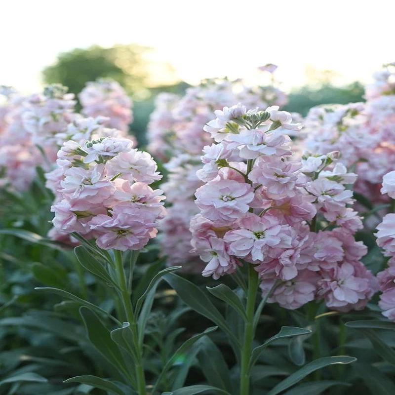 100 Cherry Blossom Stock Flower Seeds