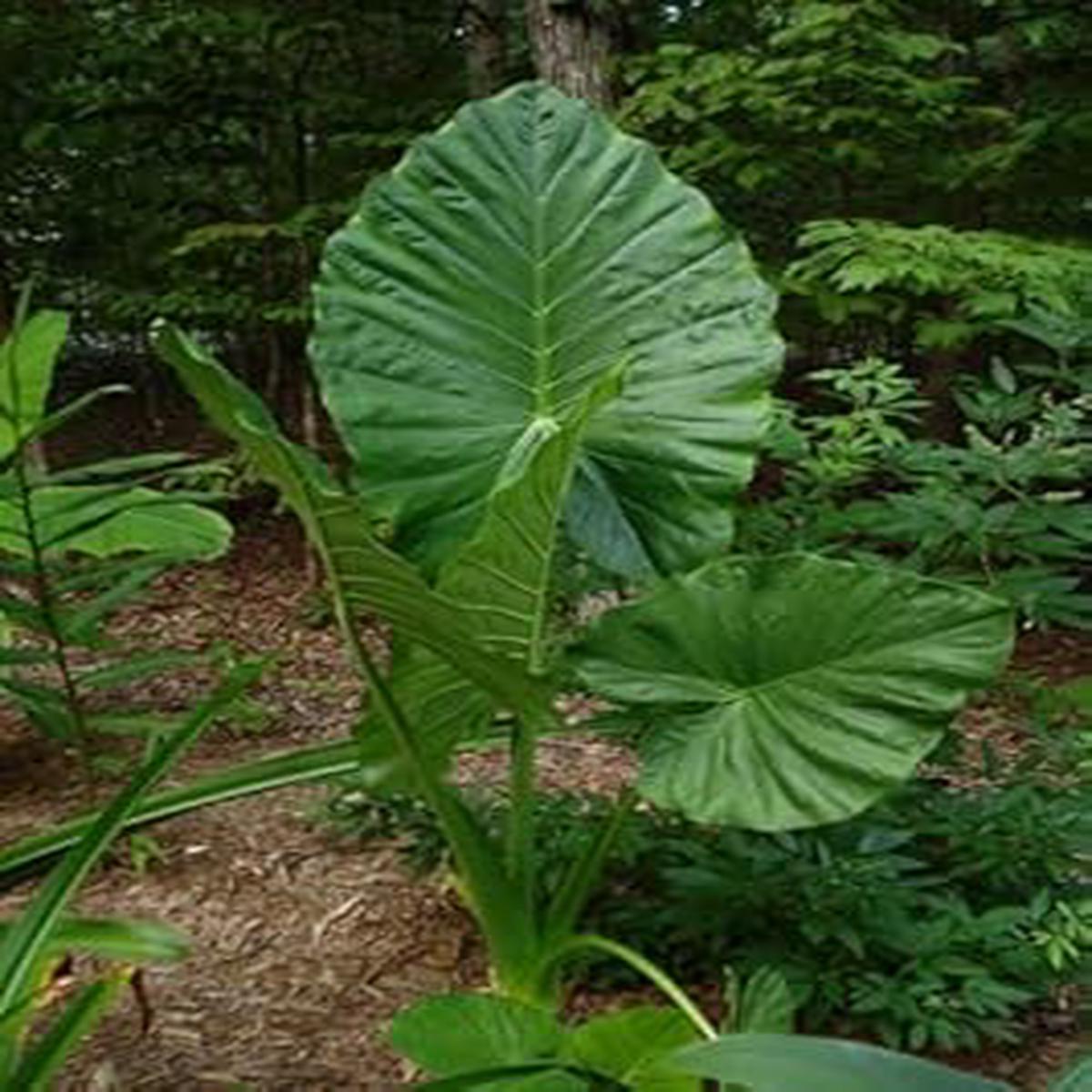Alocasia Macrorrhiza Flower seeds for Planting Garden Favorite Heirloom & GMO Free Seeds for Home Garden