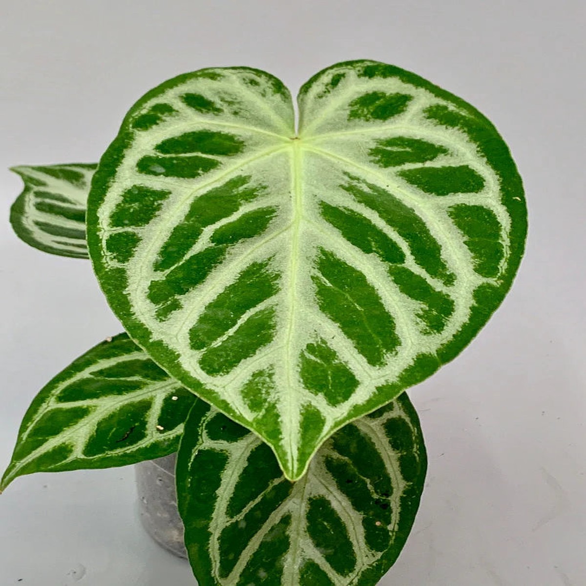 Anthurium crystallinum Silver Queen Plant Seeds  Non-GMO Garden Seeds for Planting, High Germination Organic Seeds