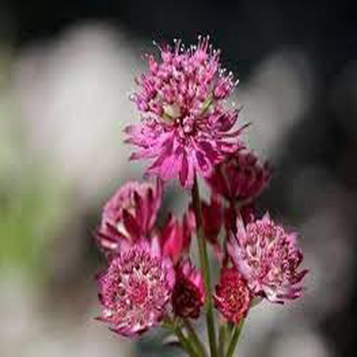Astrantia Major Flower Seeds for Planting - Easy to Grow, Heirloom, Non-GMO, Organic Garden Seeds, High Germination